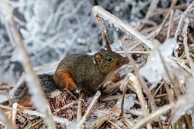 虚幻5打造《上古卷轴5》绝美溪木镇 遗憾没鸡神