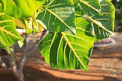 《战锤40K：行商浪人》12月7日发售 登陆PC和主机